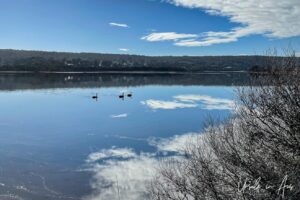 Three black swans in the distance, Lake Curalo, Eden NSW Australia