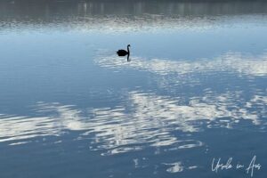 A black swan, Lake Curalo, Eden NSW Australia