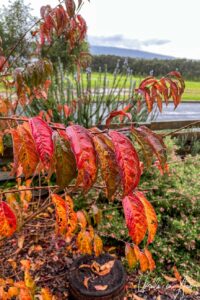 Red plum tree leaves in the rain, Eden NSW Australia