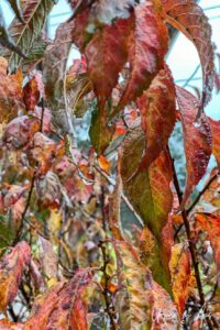 Red plum tree leaves in the rain, Eden NSW Australia