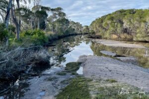 Fallen trees on Palestine Creek, Eden NSW Australia