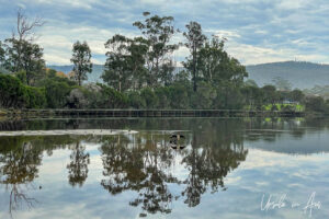 View of gum trees and tea tree reflected over the Lake Curalo boardwalk, Eden NSW Australia