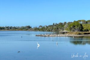 Waterbirds on Lake Curalo from the boardwalk, Eden Australia