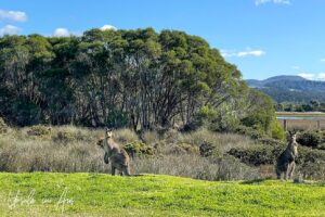 Kangaroos on the Panboola Wetlands, Pambula NSW Australia