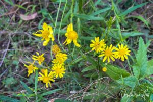 Madagascar fireweed in bloom, Lake Curalo, Eden NSW Australia