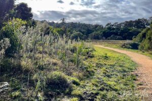 A curve in the Lake Curalo walking path, Eden Australia