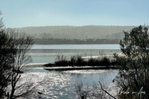 Grasses on the water silhouetted by sunlight, Lake Curalo, Eden NSW Australia