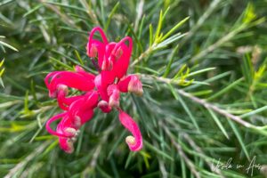 Close up: Red grevillea flower, Eden NSW Australia