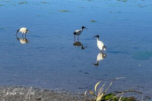 Ibises wading in low water Lake Curalo, Eden Australia