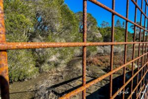 Melaleuca behind squares of a fence, Lake Curalo, Eden Australia