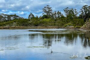 Waterbird wading, Lake Curalo, Eden Australia