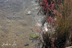 Low water on the mud of the estuary, Lake Curalo, Eden Australia