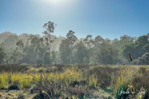 Grasslands along the Lake Curalo walkway, Eden Australia