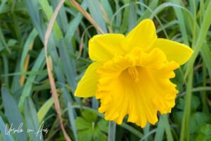 Daffodil in bloom, Eden NSW Australia.