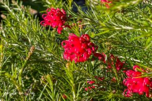 Close up: Red grevillea flowers, Eden NSW Australia