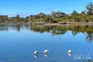 Three spoonbills wading, Lake Curalo, Eden Australia