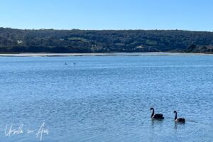 Two black swans swimming, Lake Curalo, Eden Australia