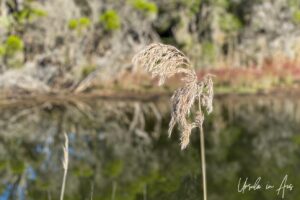 Detail: grass around the Estuary, Lake Curalo, Eden Australia