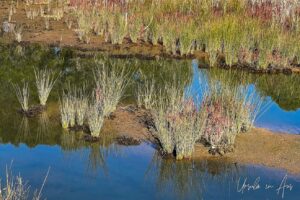 Colourful grasses around Lake Curalo waters, Eden Australia