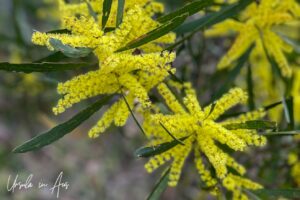 Coastal wattle in bloom, Eden, NSW Australia