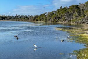 Waterbirds on Lake Curalo, Eden Australia.