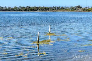 Poles standing in the shallow waters of Lake Curalo, Eden Australia.