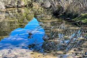 Reflections of tea trees on Palestine Creek, Eden NSW Australia.