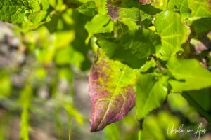 Close-up: red and green leaves, Lake Curalo Eden NSW Australia.