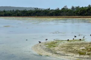 Waterbirds on Lake Curalo, Eden Australia.