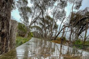 Reflections of tea trees in a shiny wet boardwalk, Lake Curalo, Eden Australia