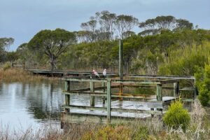 Two galahs on a rainy railing, Lake Curalo, Eden Australia.