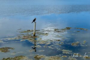 Cormorant on a pole, Lake Curalo, Eden Australia.