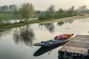 Wooden boat loaded with flowers on Dal Lake, Srinagar, Jammu and Kashmir, India