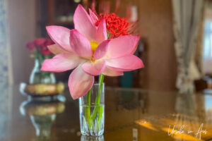 Pink lotus flower in a vase, Srinagar houseboat, Jammu and Kashmir, India