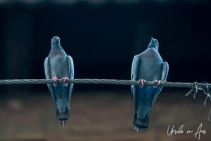 Blue pigeons perched on a wire overhead, Old Srinagar, Jammu and Kashmir, India.