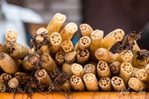 Details: Lotus roots on a market table, Srinagar Nowhatta, Jammu and Kashmir, India.