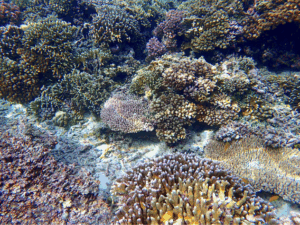 Underwater photos of the corals around Pulau Manim, Southwest Papua Indonesia