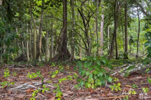 Trunks of rainforest trees, Pulau Manim, West Papua Indonesia.