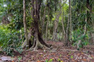 Trunks of rainforest trees, Pulau Manim, West Papua Indonesia.