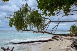 A screw pine and a mangrove leaning out over a beach, Pulau Manim, West Papua Indonesia