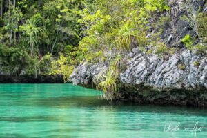 Tropical plants on a karst island, Pulau Wayag, Southwest Papua Indonesia