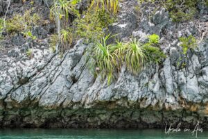 Wild orchids on a karst island, Pulau Wayag, Southwest Papua Indonesia