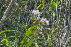 Wild pale pink orchids, Pulau Wayag, Southwest Papua Indonesia