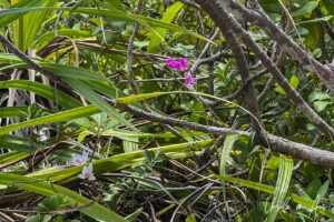 Wild pink orchids, Pulau Wayag, Southwest Papua Indonesia