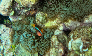 Underwater photos of the corals and fish around Pulau Wayag, Southwest Papua Indonesia