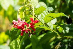 Rangoon creeper in bloom, Doom, Southwest Papua, Indonesia.