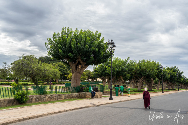 Woman walking in a road in the Royal Palace grounds, Rabat Morocco.
