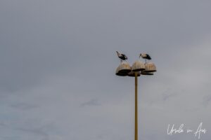 White storks on a light fitting, Royal Palace, Rabat, Morocco.