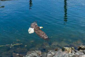 Eagle in flight, Sandspit Harbour, Moresby Island, Haida Gwaii BC Canada