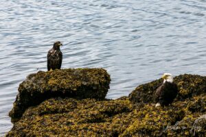 Juvenile and adult bald eagles in the rockweed, Skidegate Channel, Haida Gwaii BC Canada